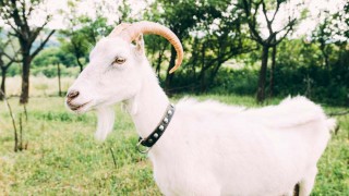 Is JPMorgan Joining Up with Gold Bugs?